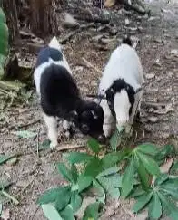 sepasang kambing cebol pygmi 3-4 bln original FB TB 30cm exotik gemes