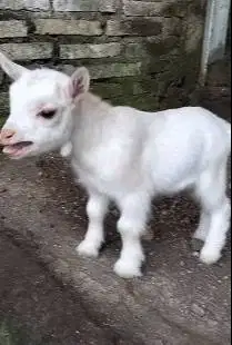 sepasang kambing cebol pygmi 3-4 bln original FB TB 30cm exotik gemes