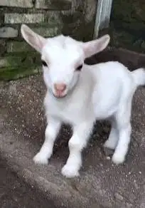 sepasang kambing mini pygmi 3-4 bln exotik original FB TB 30cm rawatan