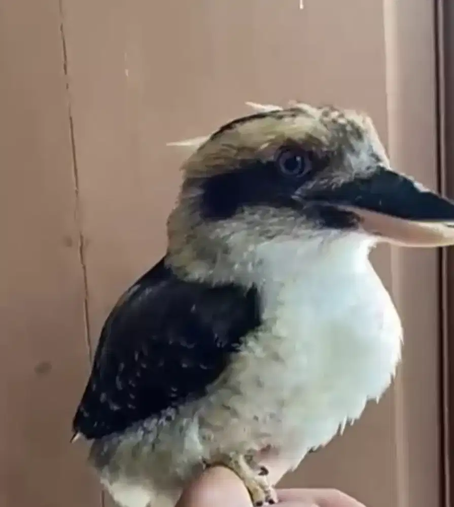 Burung import Australia Kokabura Jinak Total