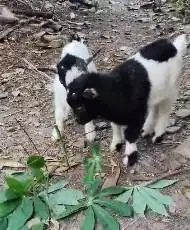 sepasang anakan kambing mini pygmi TB 30cm original asli 3-4 bulanan