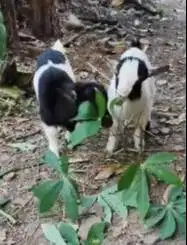 sepasang anakan kambing mini pygmi TB 30cm original asli 3-4 bulanan