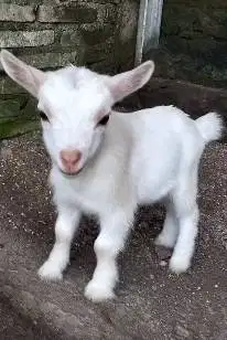 sepasang anakan kambing mini pygmi TB 30cm original asli 3-4 bulanan
