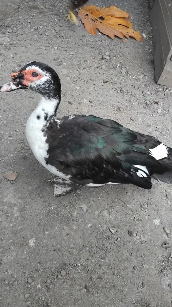 Bebek belati jantan