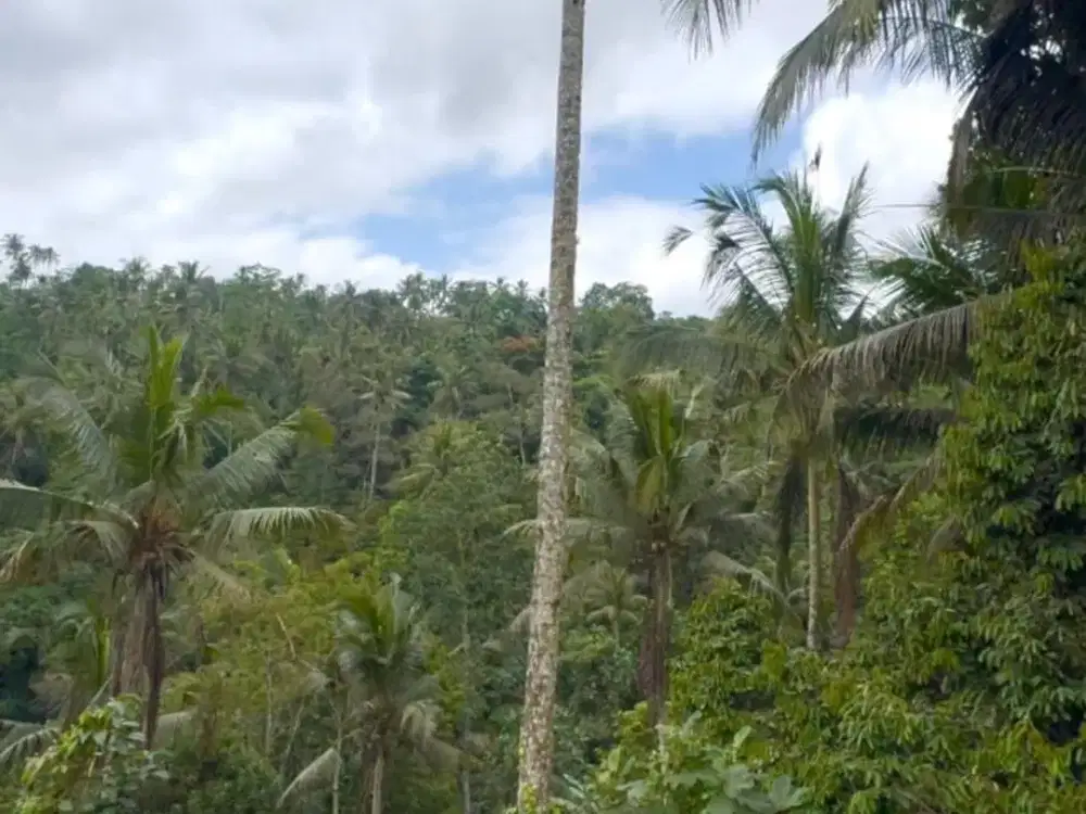 Dijual Murah Tanah Area Uluwatu Pecatu Dekat Jalan Raya Siap Bangun