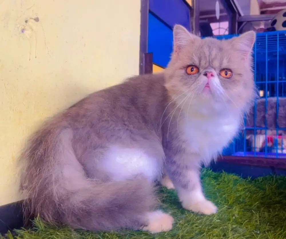 Kucing peacnose persia betina 11 bln