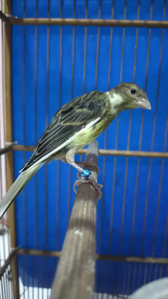 Burung kenari f1sfbb paud jantan
