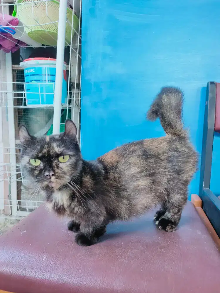 Kucing Munchkin Kinkalow