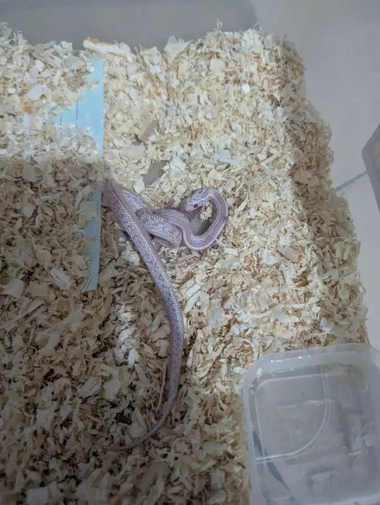 Corn snake Snow tesera