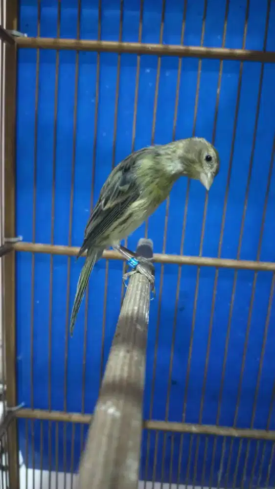 Burung kenari f1sfbb paud jantan