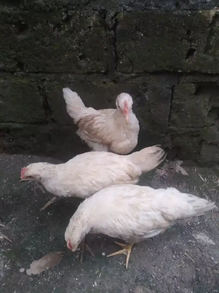 Ayam negeri pejantan