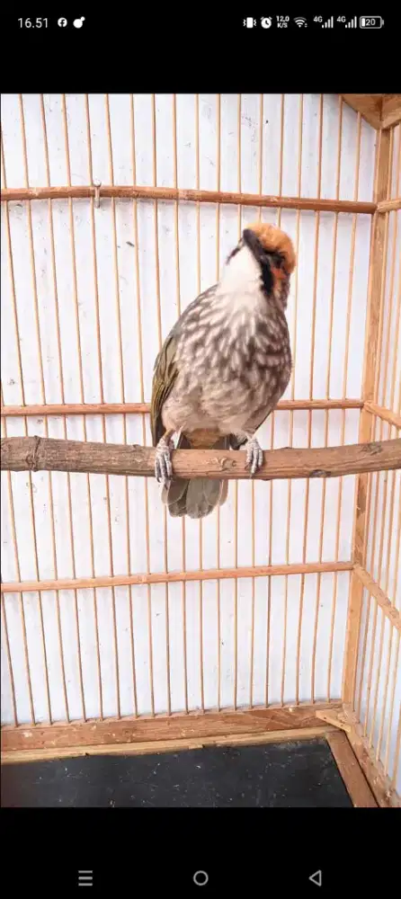 Burung Cicak rowo jenis kelamin jantan
