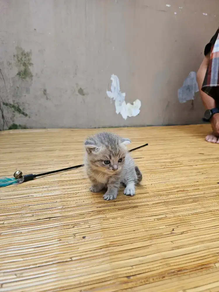 Munchkin x Scottish Fold Gaelic Golden Blue Jantan