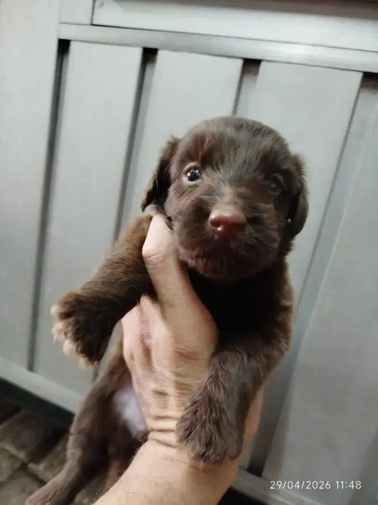 Anakan Poodle mix tekel