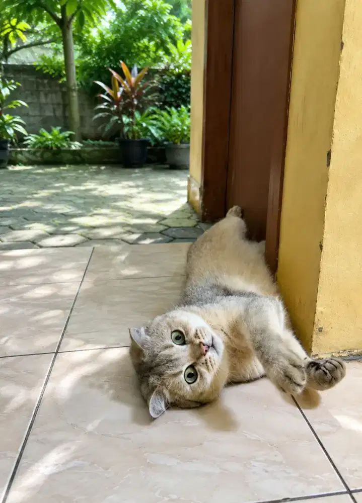 Scottish fold golden ny25 jantan