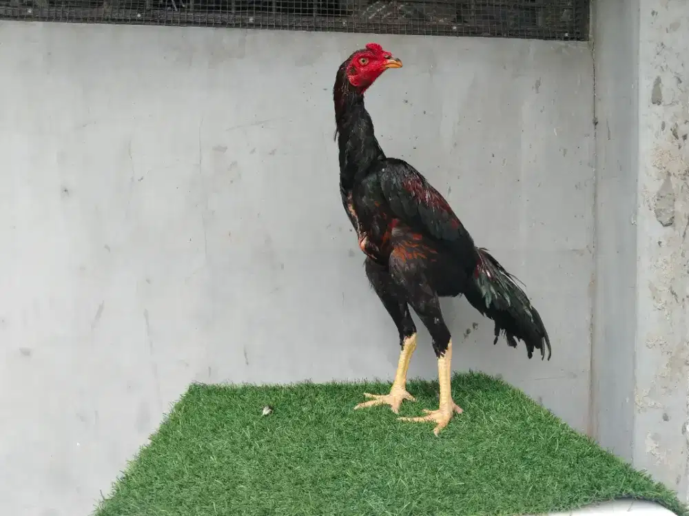 Ayam bangkok shamo muda