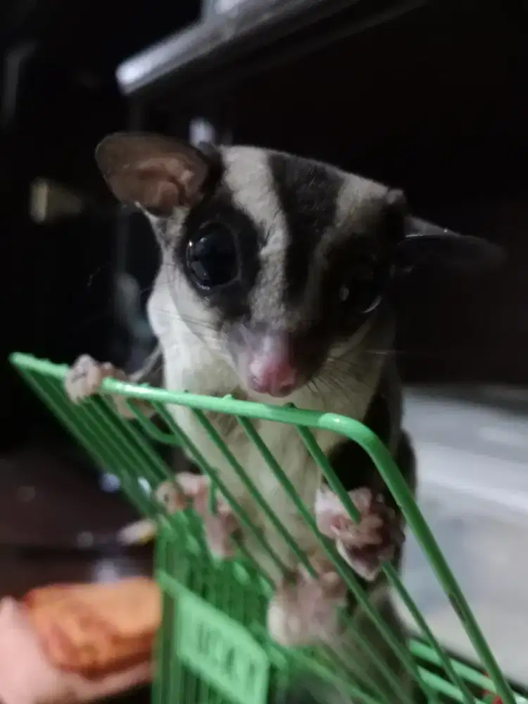 Sugar glider classic grey
