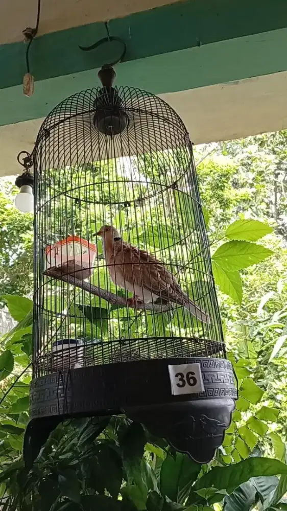 Burung Puter Pelung Betina Muda