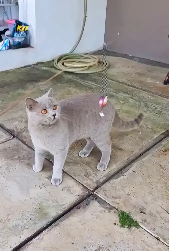 BRITISH SHORTHAIR / BSH LILAC