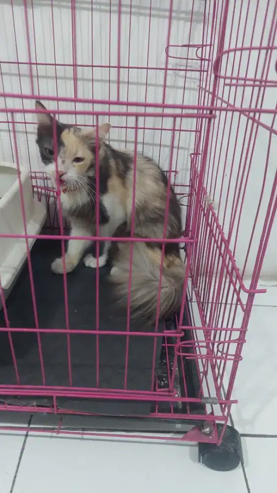 Kucing persia 4 warna