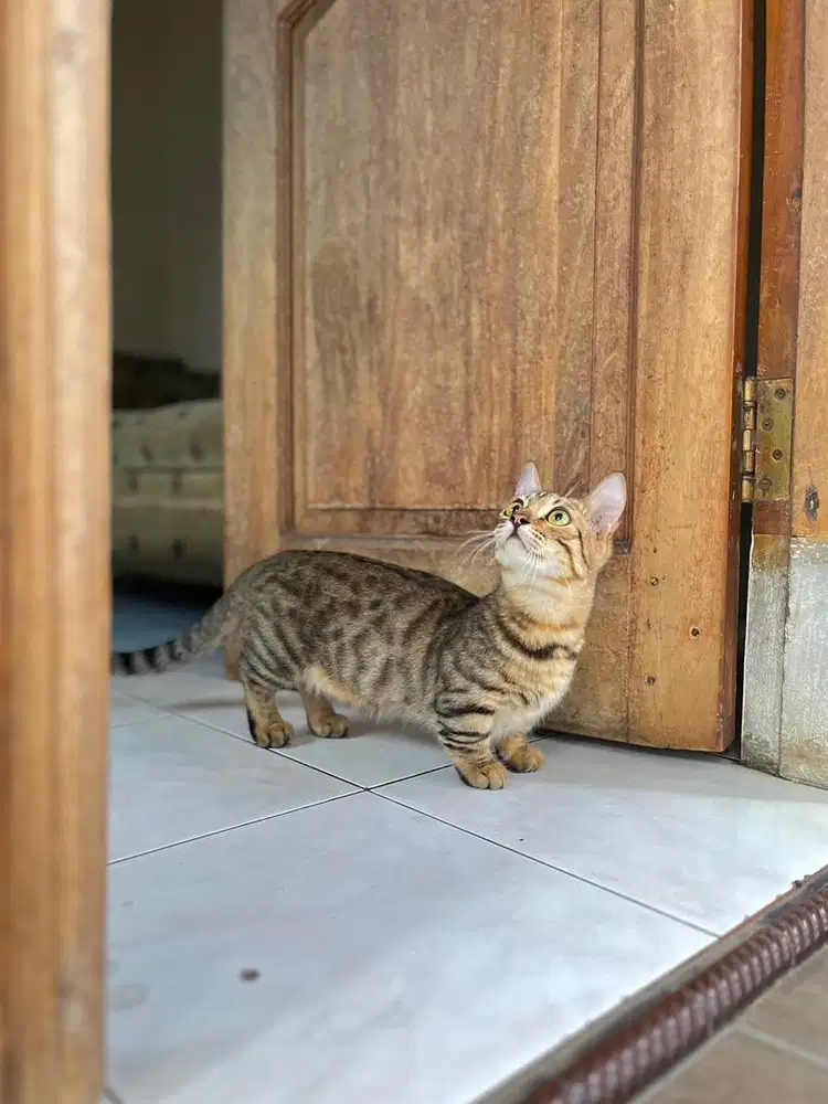 Kucing munchkin genetta top standar kitten cebol