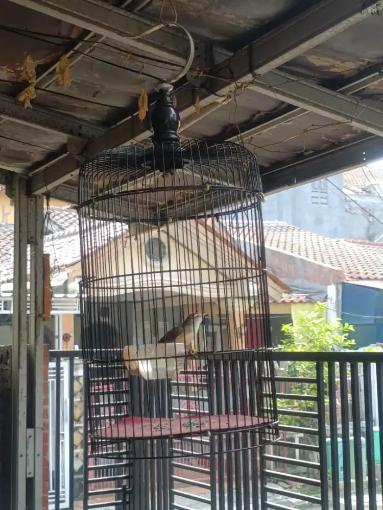 Burung masteran
