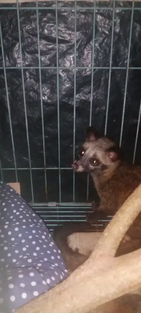 Anakan musang. Wild