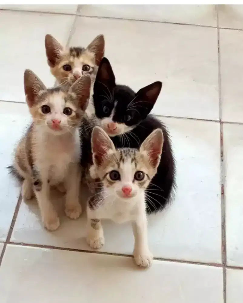Dicari anak kucing dibawah 1 tahun untuk diadopsi