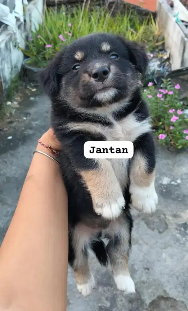 anakan mix tekkel