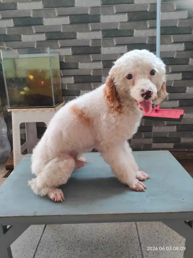 Poodle party color