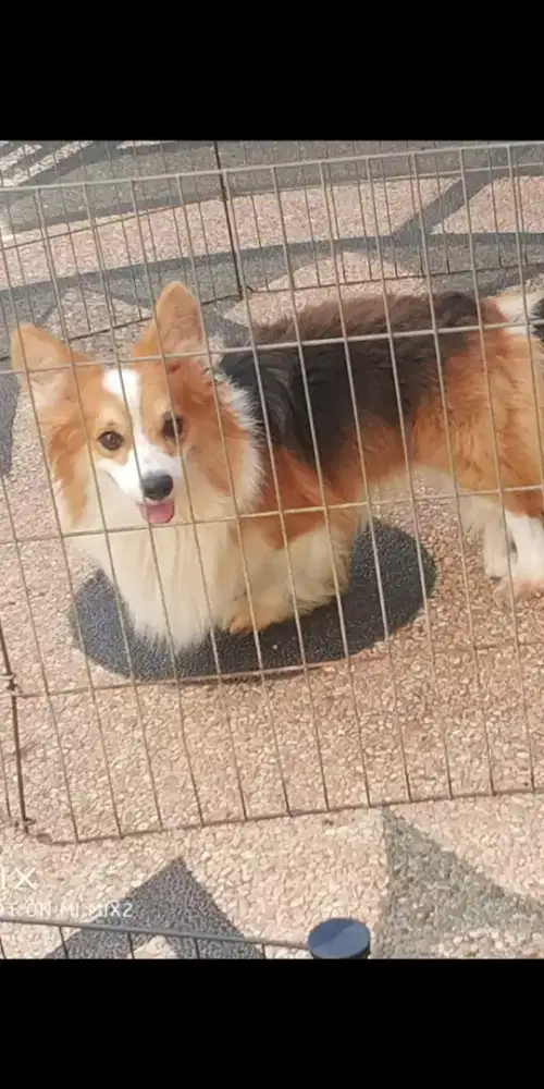 Pejantan Corgi Long Hair
