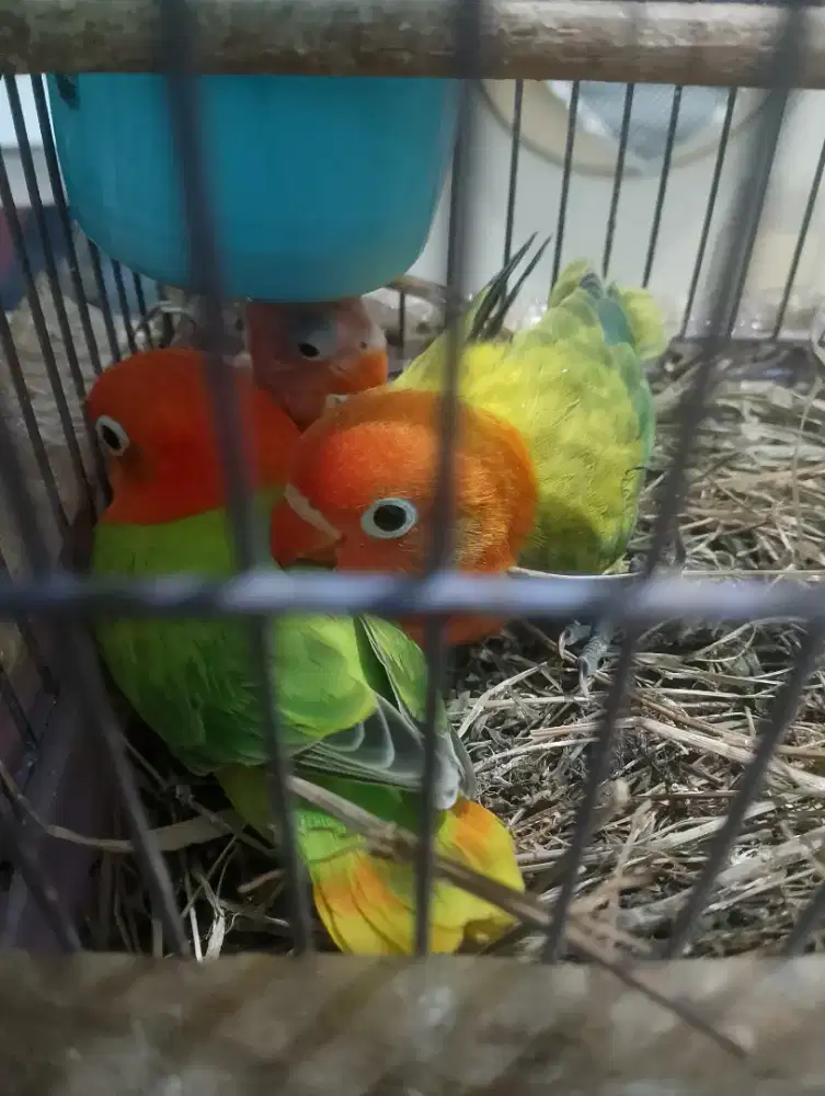 Anakan lovebird loloh tangan