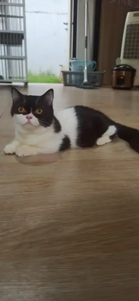 BSH Munchkin Betina