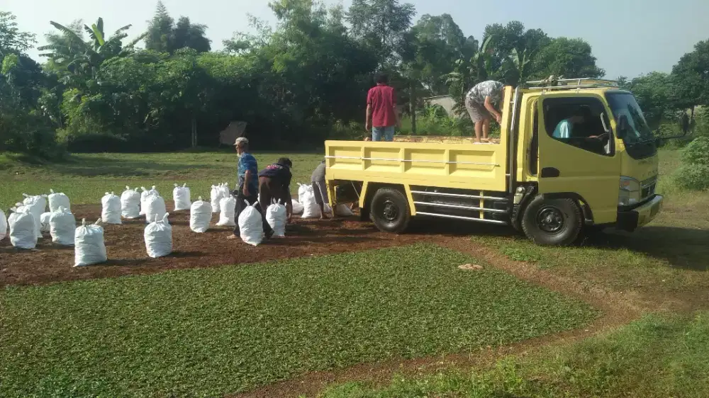Jasa pembuatan taman dan tanam rumput gajah mini