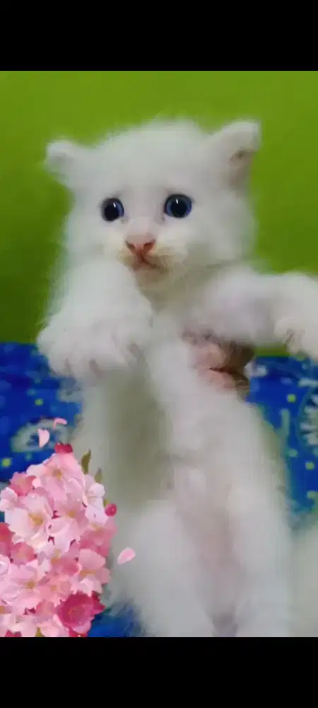 Kitten Persia White Solid Putih