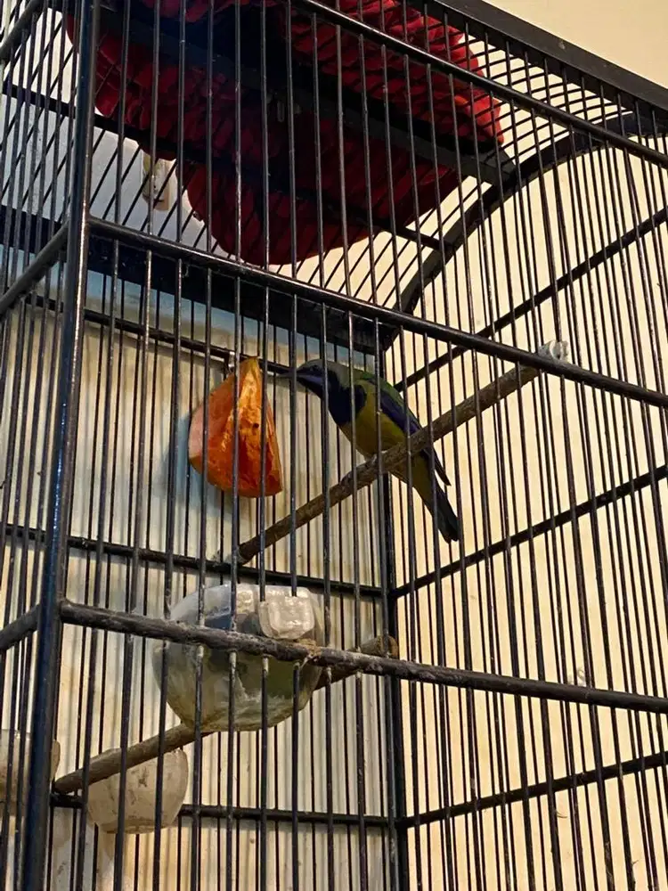 Burung Cucak Cungko