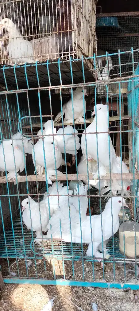 Jual Merpati Kipas