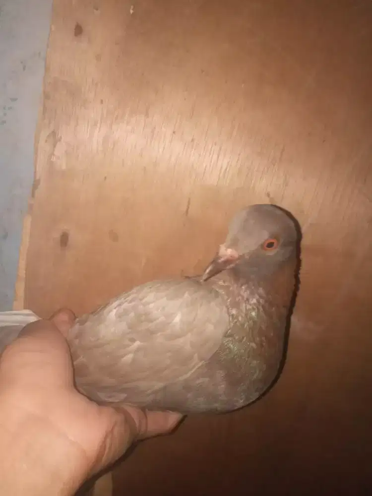 Merpati cwean lenje