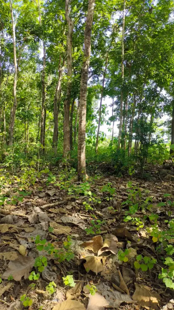 Dijual Cepat Tanah Lokasi Bagus Pinggir Jalan Besar