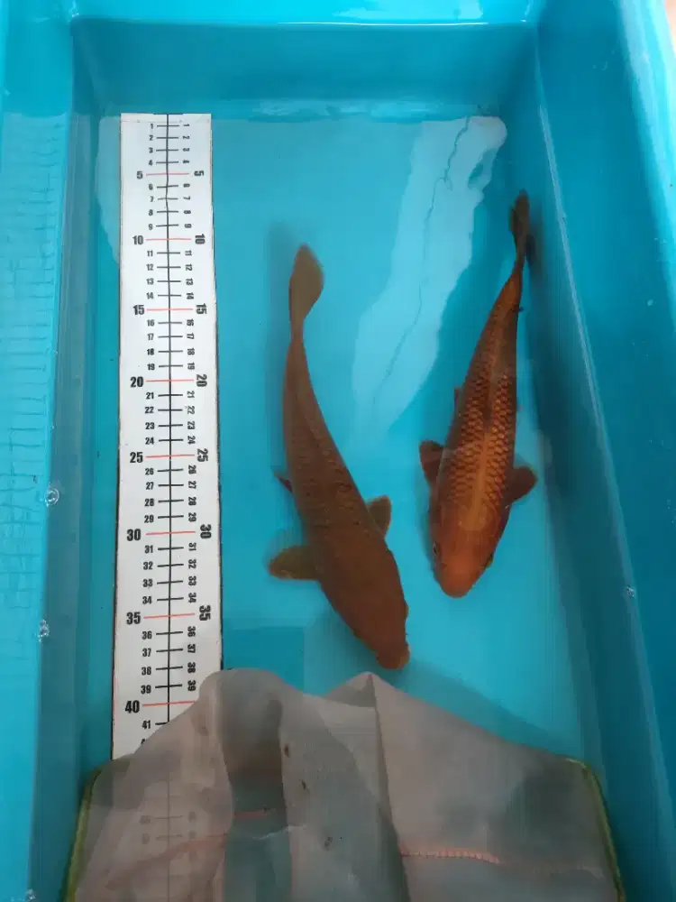 Ikan koi chagoi tembaga