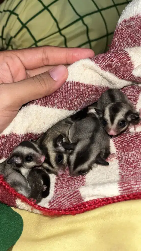 Sugar Glider Classic Grey