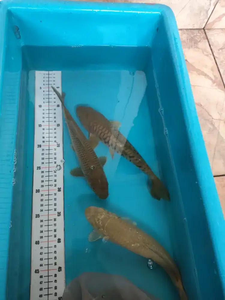 Ikan koi jenis saragoi