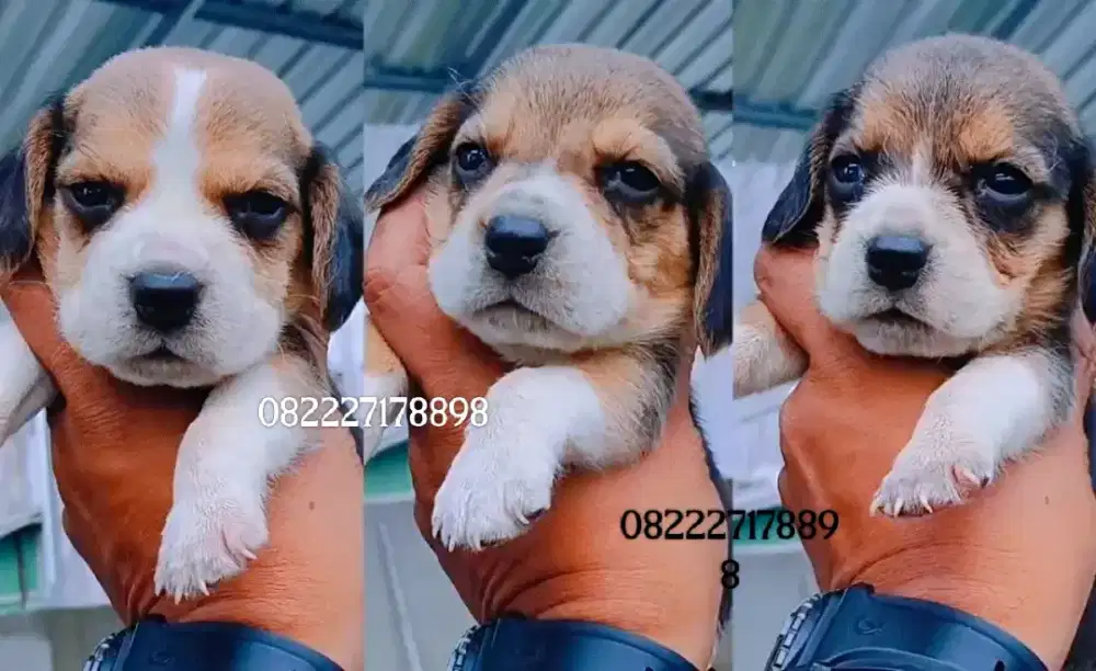 Beagle Puppy threecolor