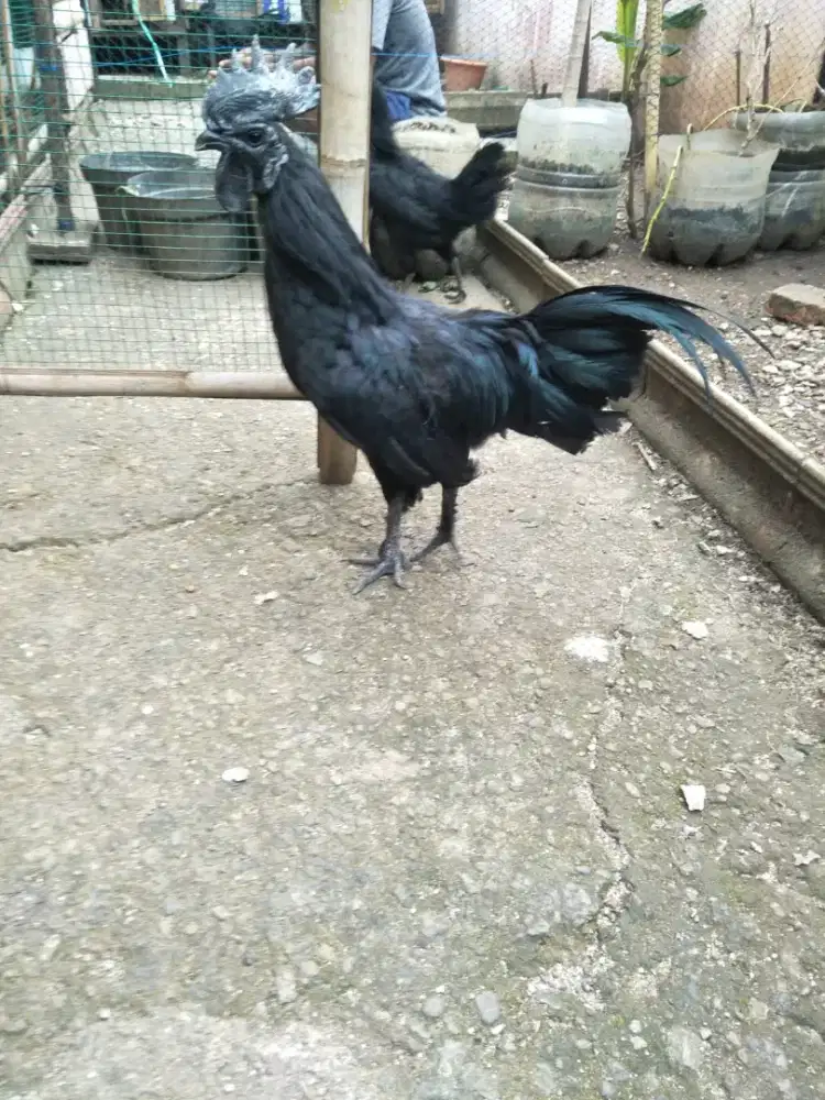 Ayam Cemani Lidah Abu
