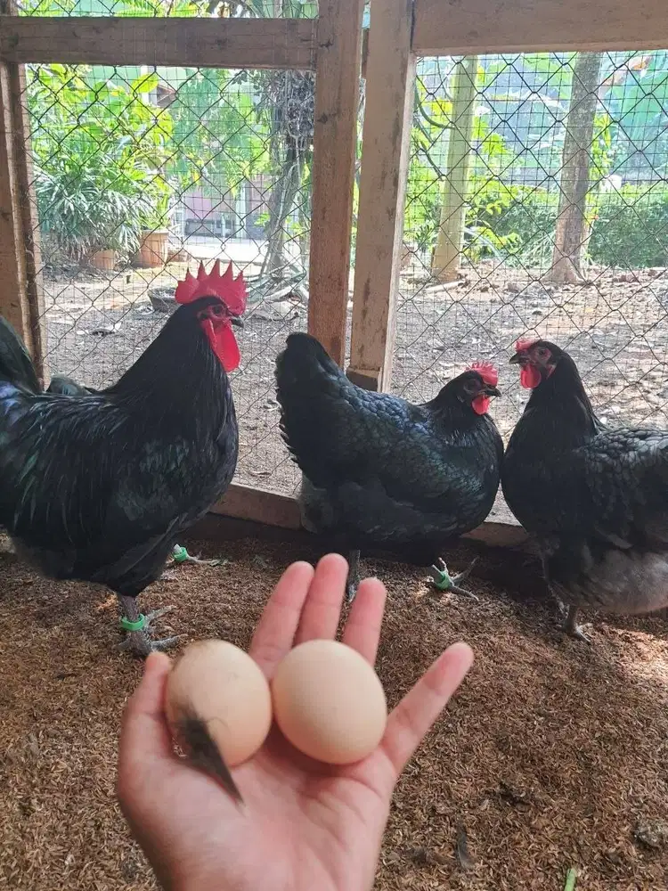 DOC & Telur Fertil (Tetas) Ayam Black Australorp Pureline