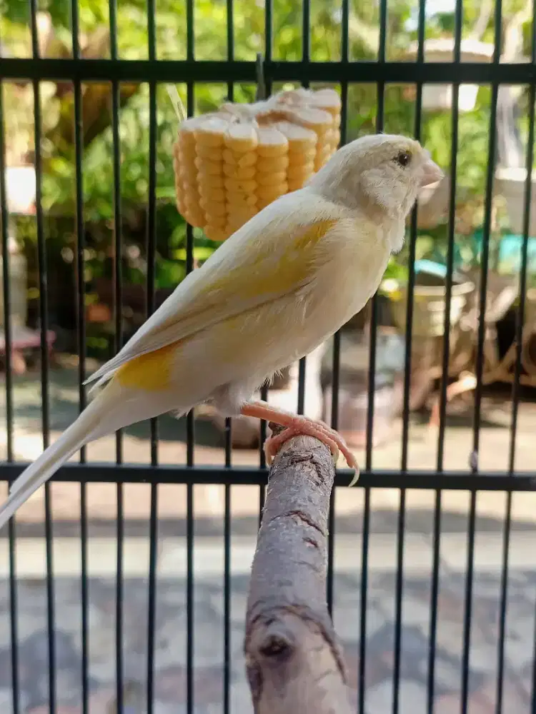 Kenari Loper betina siapan umur ± 7 bulan