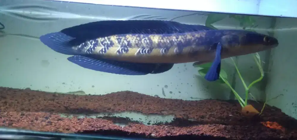 Jual santai aja ikan piaraan udah 4th maru ys