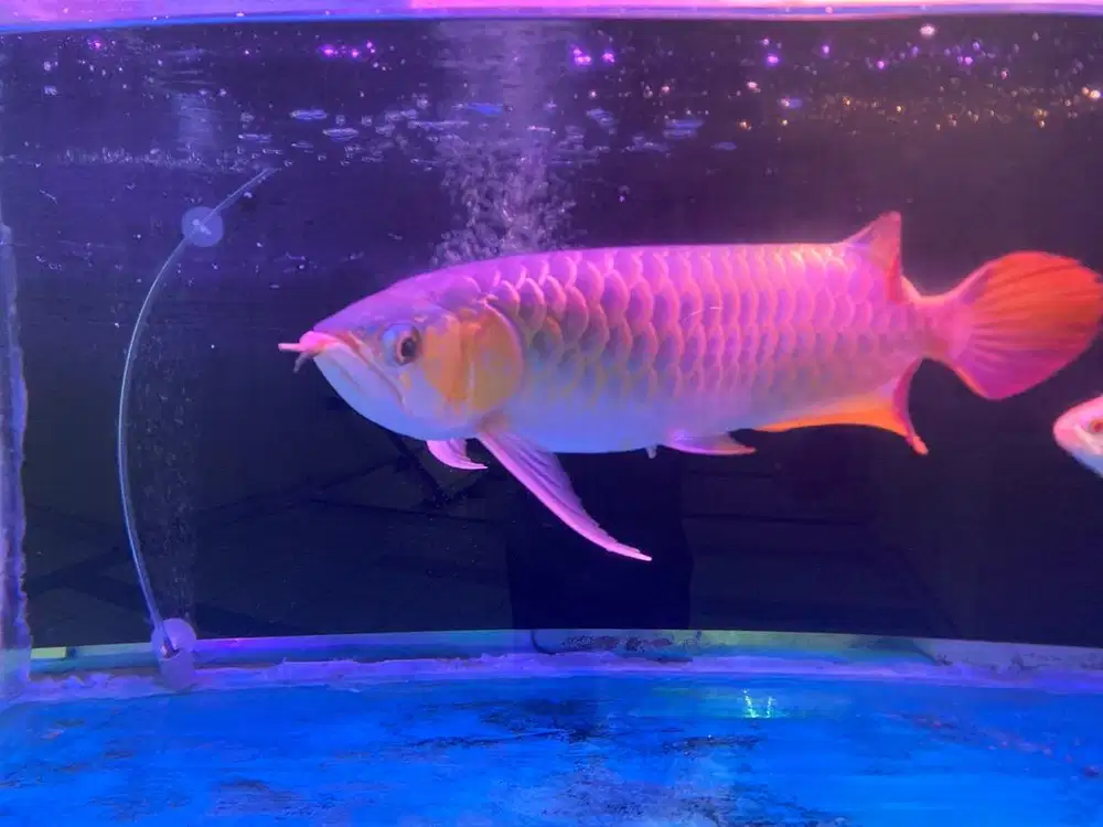 ikan arwana super red 40 cm