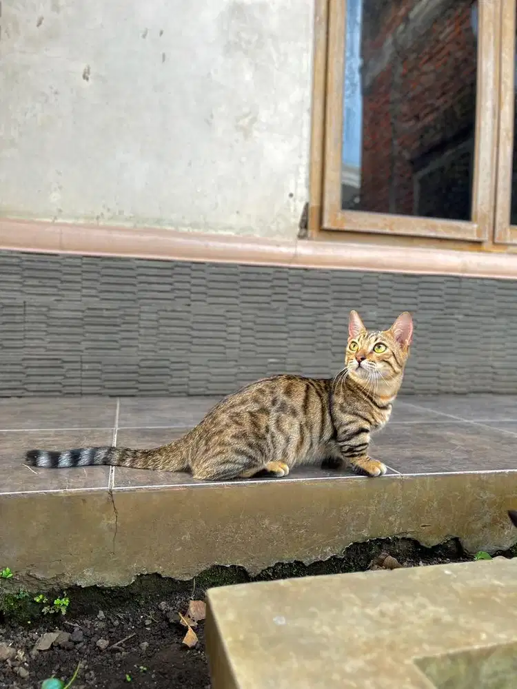 Kucing munchkin genetta cebol kitten