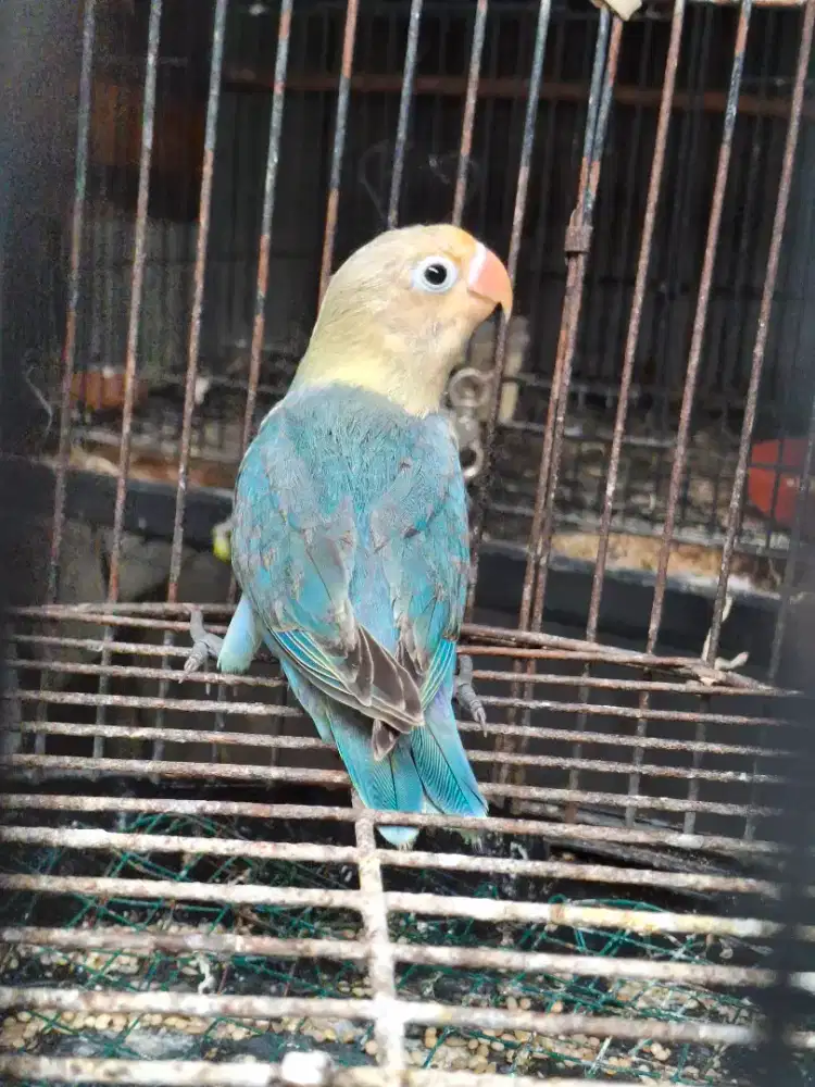 Lovebird love bird PB Turqis paud